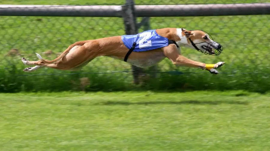 Greyhound Racing – how to bet on Greyhounds?